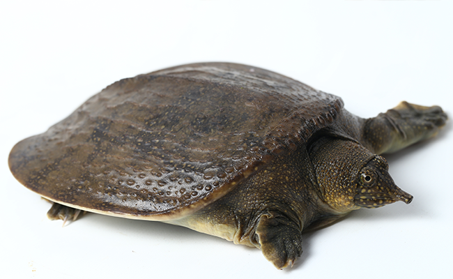 スッポンエキス