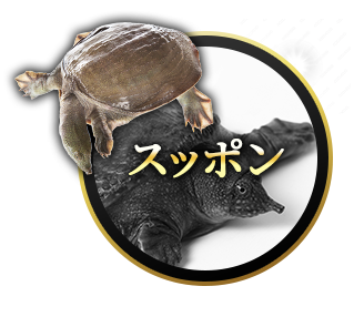 マカ皇帝倫 SIXTEEN スッポン
