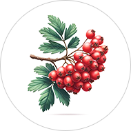 ザ・ブライトワン セイヨウサンザシ