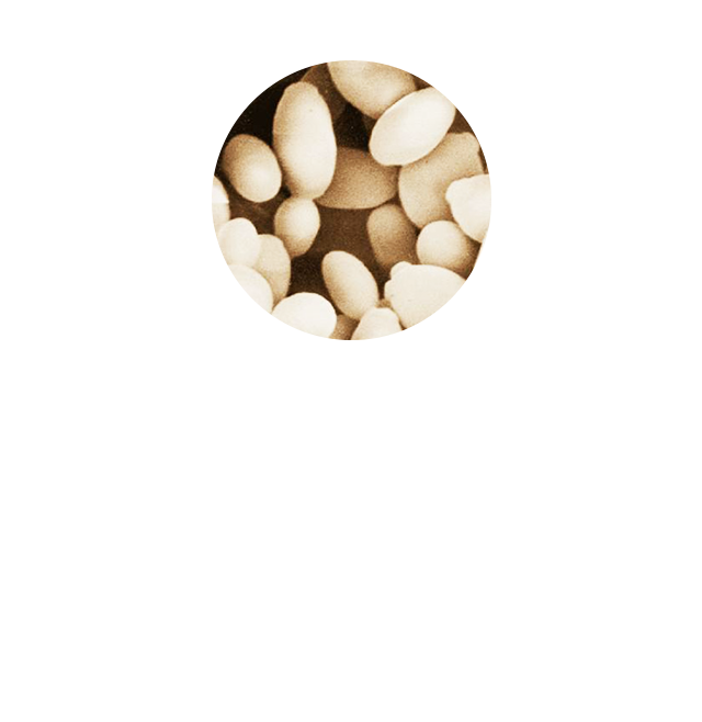 ザ・ブライトワンは、トルラ酵母と4種のハーブをミックス